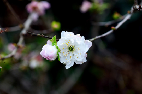 一支桃花