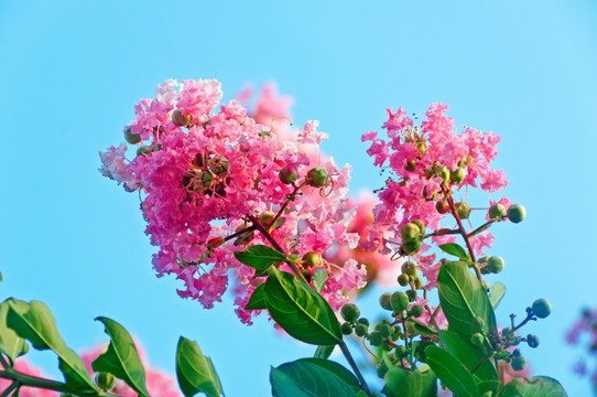 大叶紫薇花朵