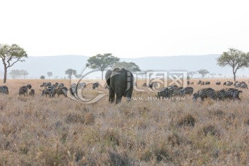 塞伦盖蒂国家公园 非洲象 大象