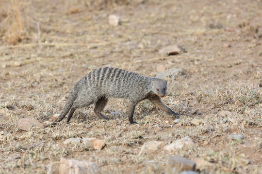 猫鼬 狐獴 獴科哺乳动物