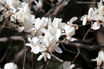 玉兰花 白玉兰 花朵 花树