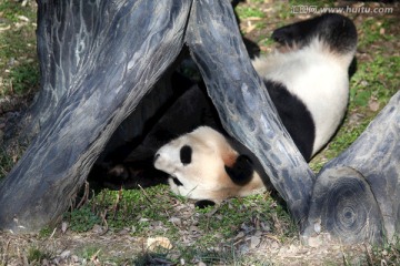 熊猫 陆地动物 睡觉的熊猫