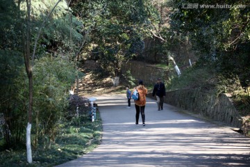 山 风景 深林 树木 路 绿树