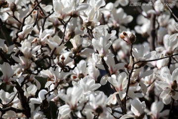 玉兰花 白玉兰 花朵 花树