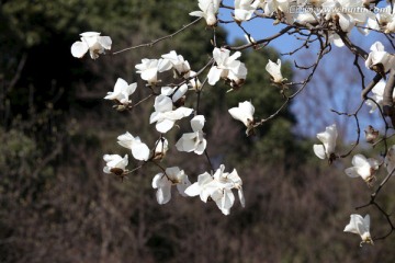 玉兰花 白玉兰 花朵