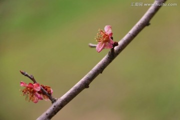 梅花凋零