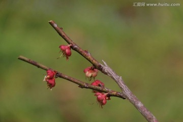 梅花凋零