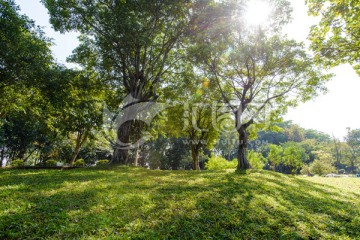 阳光绿树草地