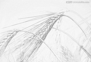 麥穗素描圖