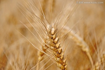 农田里的麦子