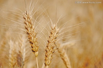 农田里的小麦