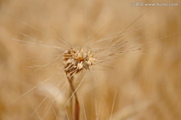 麦芒的正面特写