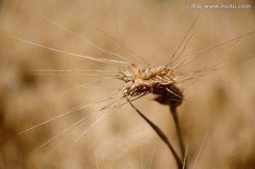 麦芒特写