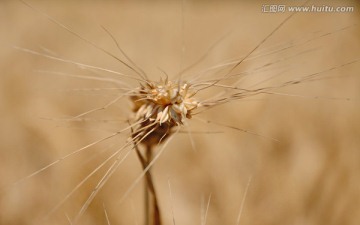 麦芒