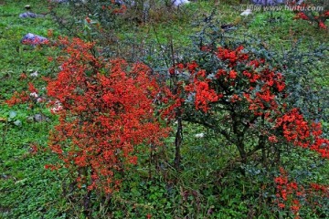 千野草场