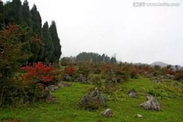 千野草场