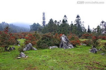 千野草场