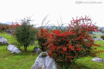 千野草场