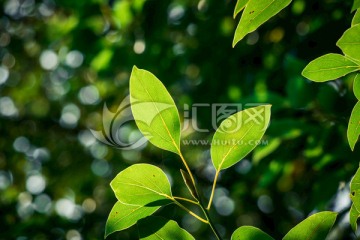 绿色树叶 绿色素材 叶子背景