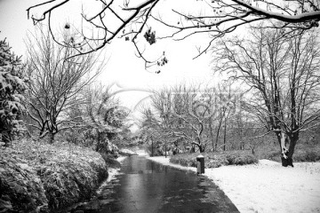 雪景树林