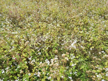 野花野草