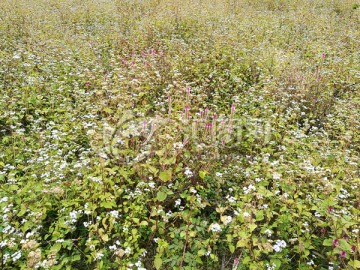 野花野草