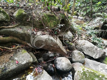 大自然纯天然山泉水