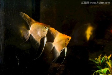 熱帶魚燕魚