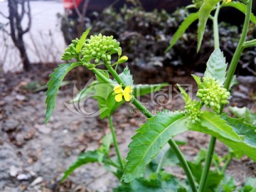 菜籽花 菜籽 野花