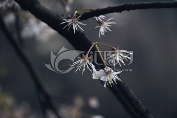 樱桃花开