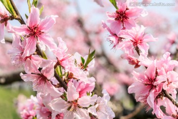 盛开的 桃花