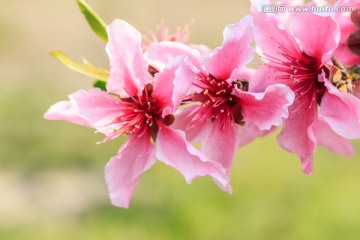 盛开的 桃花