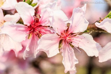 盛开的 桃花