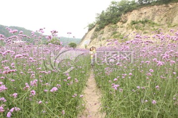 薰衣草马鳖草