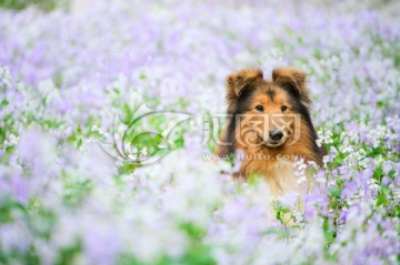 苏格兰牧羊犬