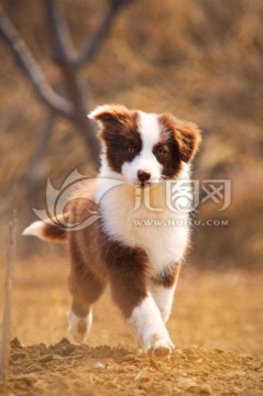 红色边境牧羊犬幼犬