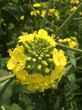 油菜花花蕊特写 