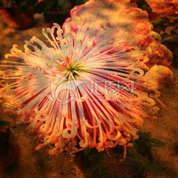 抽象菊花