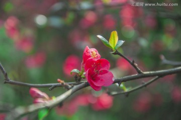 贴梗海棠