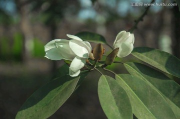 玉兰花