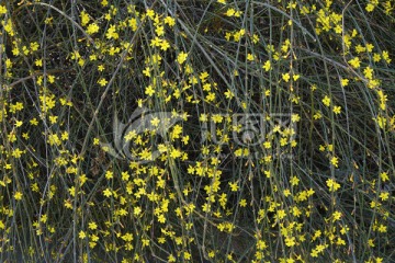 迎春花植物墙 花墙