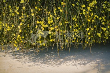 迎春花植物墙 花墙