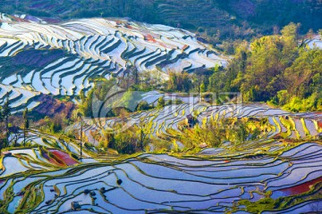 元阳坝达梯田