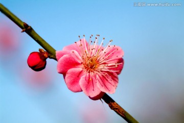 桃花 花蕊 特写 花瓣 春天