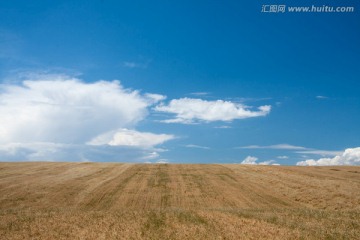 麦田