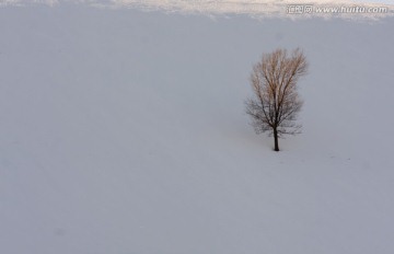 孤树