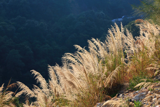 路边风景