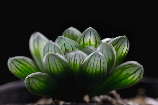 玉露 植物 盆景 景天科 草