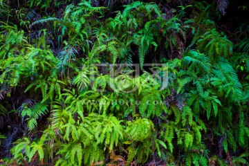 蕨类植物墙绿化墙