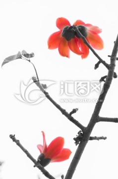 木棉花開
